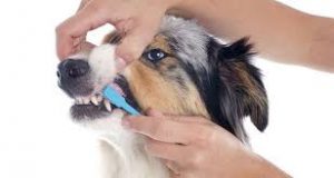 Cómo cepillar los dientes de su perro