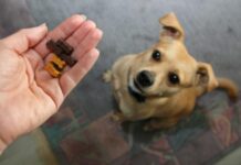 5 Juegos de creación de confianza para perros golosinas para perros