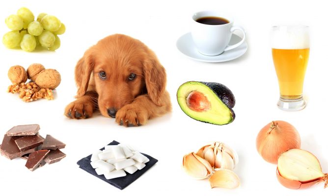 Alimentos que son Tóxicos para los Perros