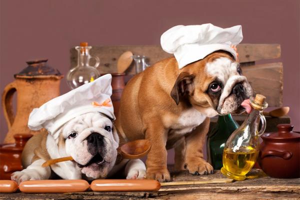 El aceite de oliva puede ayudar a sus perros a tener la piel seca