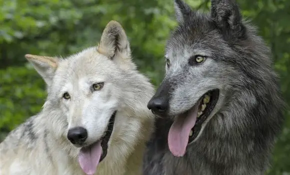 lobos son más tolerantes