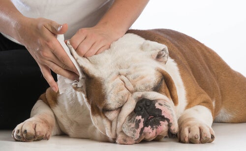 Cómo limpiar las orejas de sus perros