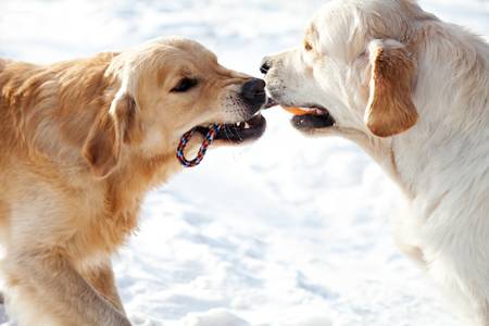 Los beneficios de jugar al remolque con su perro jugar al remolque