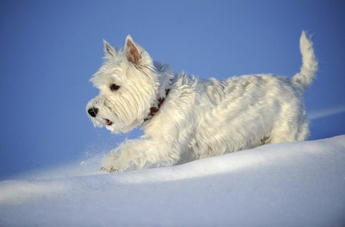 Terrier blanco de West Highland
