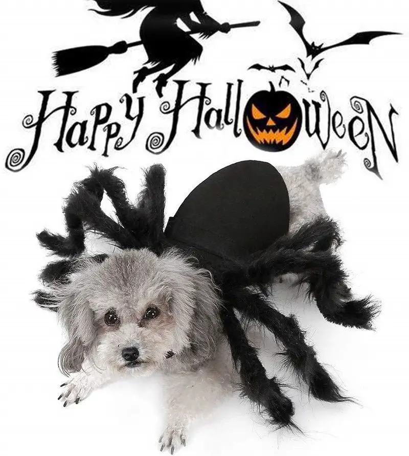 Los mejores disfraces de Halloween para perros: disfraces para perros  pequeños y grandes