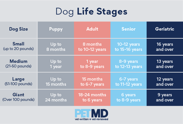 Tabla de etapas de la vida del perro