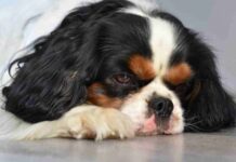 Inflamación de la vejiga con pólipos en perros Inflamación de la vejiga con pólipos en perros
