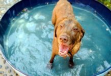 5 actividades divertidas para hacer con tu perro en el patio trasero
