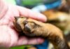 Cómo detener el sangrado de la uña de un perro