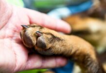 Cómo detener el sangrado de la uña de un perro