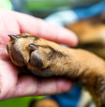 Cómo detener el sangrado de la uña de un perro