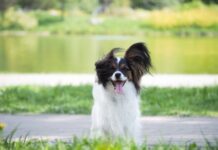 El Servicio Meteorológico Nacional de Cleveland emite un aviso de viento no oficial de «advertencia de perros pequeños»