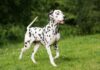Cáncer de piel (carcinoma de células escamosas) en perros