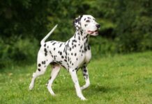 Cáncer de piel (carcinoma de células escamosas) en perros