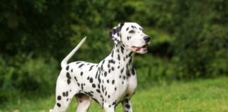Cáncer de piel (carcinoma de células escamosas) en perros