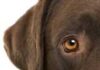 Cómo los perros experimentan el mundo: Parte 1