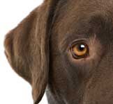 Cómo los perros experimentan el mundo: Parte 1