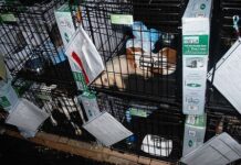 Las 10 mejores formas en que puede ayudar a detener Puppy Mills