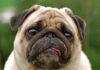 Diarrea repentina en perros