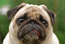 Diarrea repentina en perros