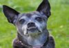 Agrandamiento de la mandíbula en perros Agrandamiento de la mandíbula en perros