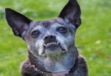 Agrandamiento de la mandíbula en perros Agrandamiento de la mandíbula en perros