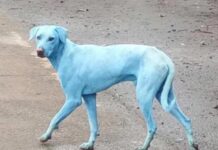La impactante razón por la que estos perros en Mumbai se volvieron azules