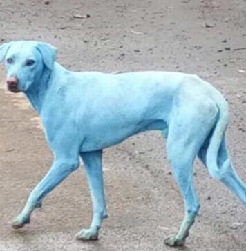 La impactante razón por la que estos perros en Mumbai se volvieron azules