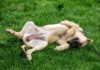 Inflamación de la cavidad abdominal del perro – Cavidad peritoneal del perro