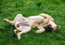 Inflamación de la cavidad abdominal del perro – Cavidad peritoneal del perro