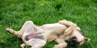 Inflamación de la cavidad abdominal del perro – Cavidad peritoneal del perro