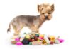 Medicamentos orales para perros: ¿Cuál es la diferencia entre tabletas, masticables, líquidos y suspensiones?