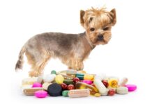 Medicamentos orales para perros: ¿Cuál es la diferencia entre tabletas, masticables, líquidos y suspensiones?
