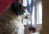 Comida para perros con envío automático: ¿por qué no probarla?