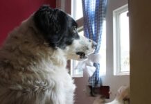 Comida para perros con envío automático: ¿por qué no probarla?