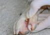 Cinco lugares donde las garrapatas se esconden en los perros