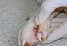 Cinco lugares donde las garrapatas se esconden en los perros
