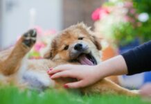 Líquido en el abdomen en perros