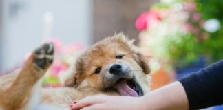 Líquido en el abdomen en perros