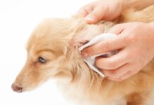 Tratamiento de los ácaros del oído en perros