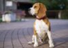 Presión arterial alta en los pulmones en perros