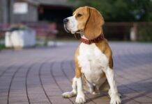 Presión arterial alta en los pulmones en perros