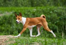 Inflamación prolongada del estómago en perros