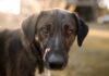 ¿Qué le hace la enfermedad del gusano del corazón a los perros?