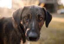 ¿Qué le hace la enfermedad del gusano del corazón a los perros?