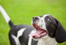 ¿Cuántos dientes tienen los perros y pueden perderlos?