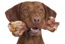 Huesos crudos y salud dental para mascotas | ¿Los huesos crudos son buenos para las mascotas?