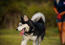 ¿Son seguras las correas retráctiles para los perros?