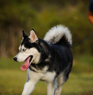 ¿Son seguras las correas retráctiles para los perros?