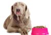 Las dietas altas en carbohidratos no son las mejores para los perros
